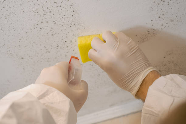 Best Emergency Mold Remediation  in Burlington, WA