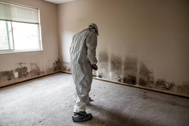 Best Basement Mold Removal  in Burlington, WA