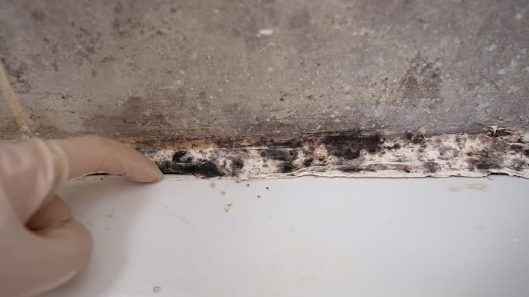 Best Mold Prevention Services  in Burlington, WA